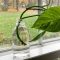 What Plants Can Be Propagated in Water?