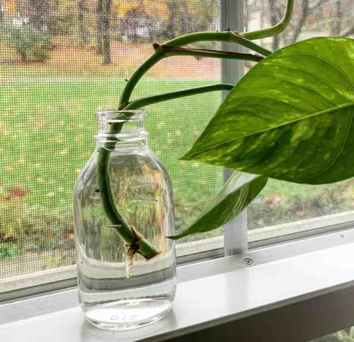 What plants can be propagated in water