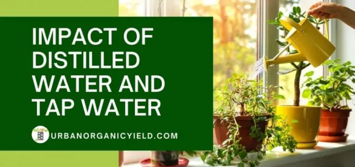 Can you use distilled water for plants