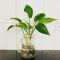 How Often to Water Money Plant Indoors