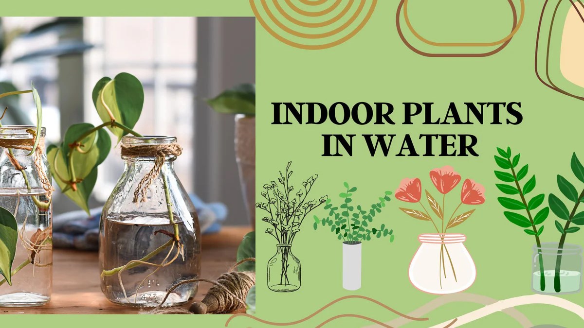 How much water plants indoor