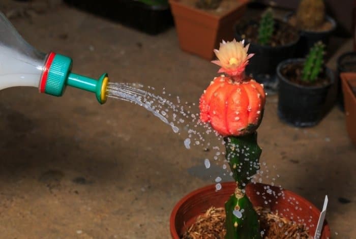 How often do you water a cactus plant