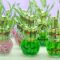 How Often to Water a Lucky Bamboo Plant