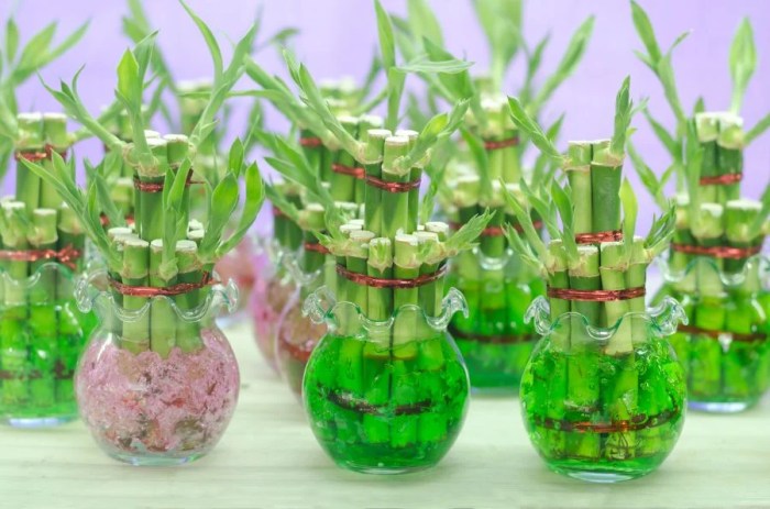 How often to water a lucky bamboo plant