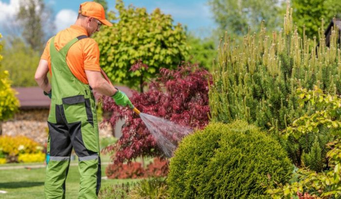 Shrubs watering transplanting transplants caring mulch arboretum mortonarb drip sprinkler