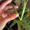 How to Propagate a Prayer Plant in Water