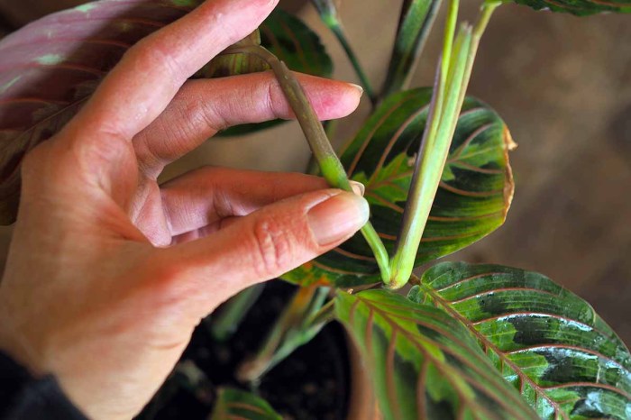 How to propagate a prayer plant in water