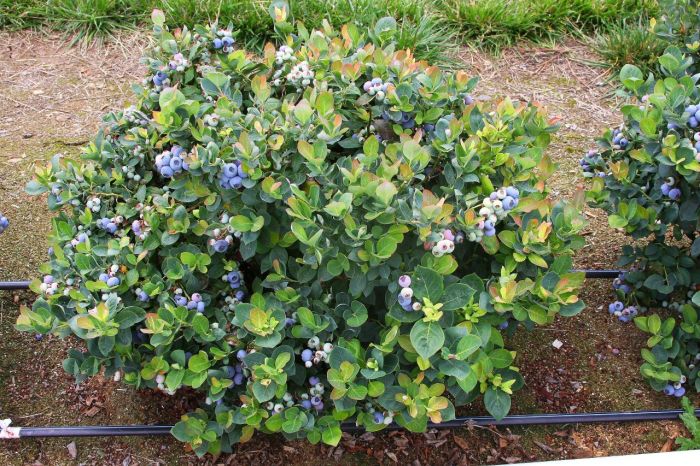 How much water do blueberry plants need