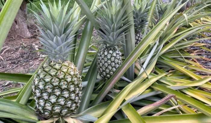 How much water does a pineapple plant need