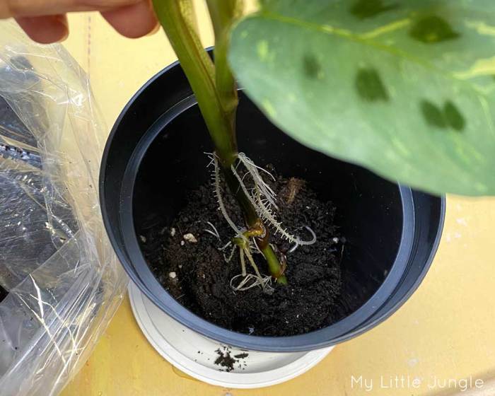 How to propagate a prayer plant in water