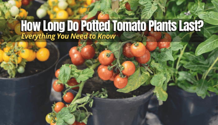 How often should you water potted tomato plants