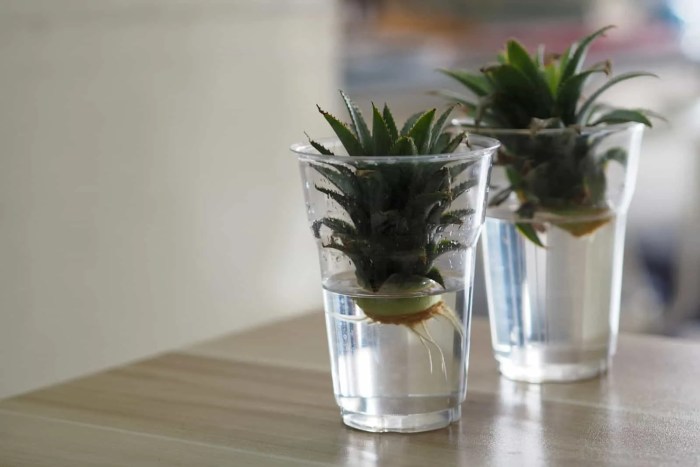 How often do you water a pineapple plant