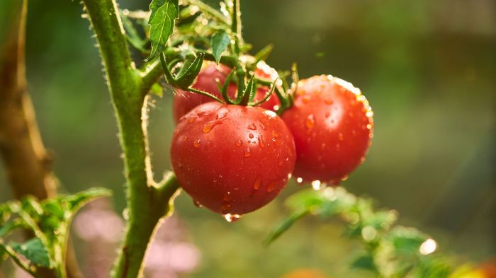 When to water a tomato plant