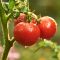 How Often Should I Water a Tomato Plant?