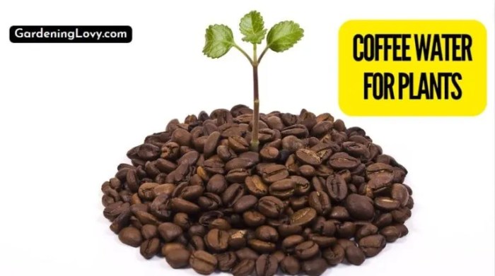 Can you water plants with coffee