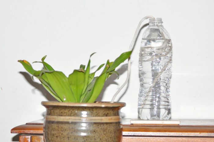 How to water potted plants while on vacation