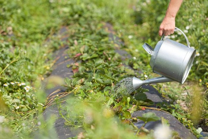 How often should you water a strawberry plant