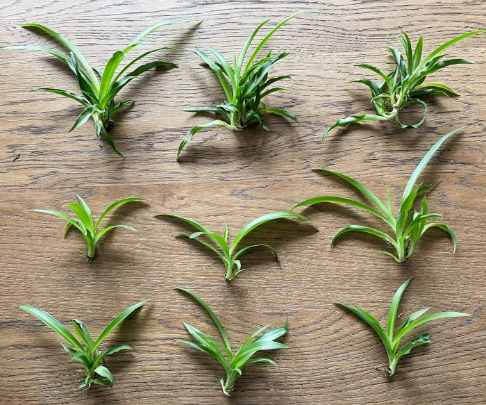 How to grow spider plant in water