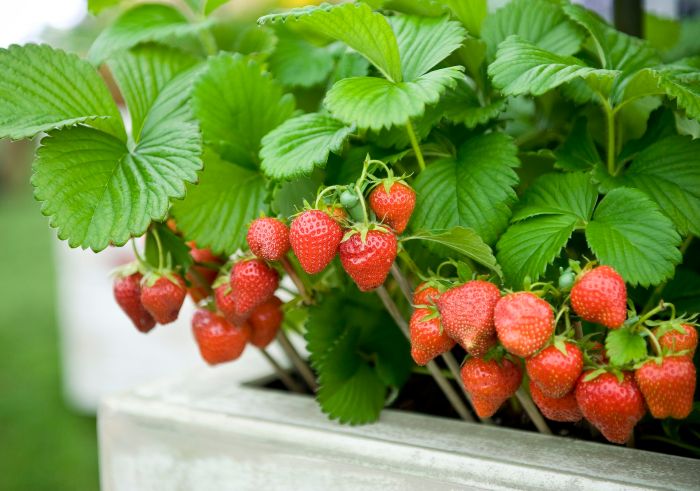 How often should you water a strawberry plant