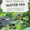 When Is The Best Time To Water Plants?