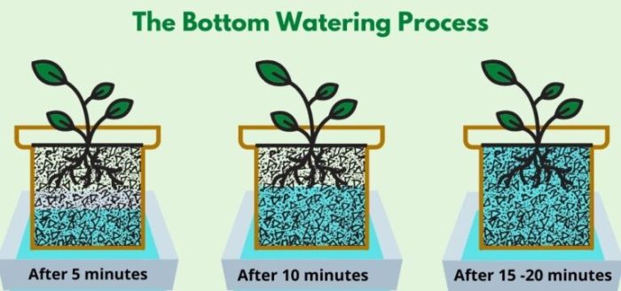 How long do you bottom water plants