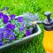 Is Soapy Water Bad for Plants?