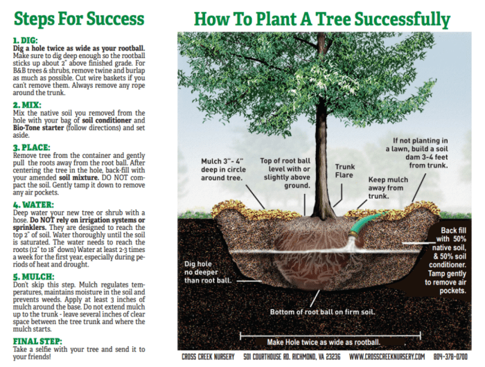 How much water for a newly planted tree