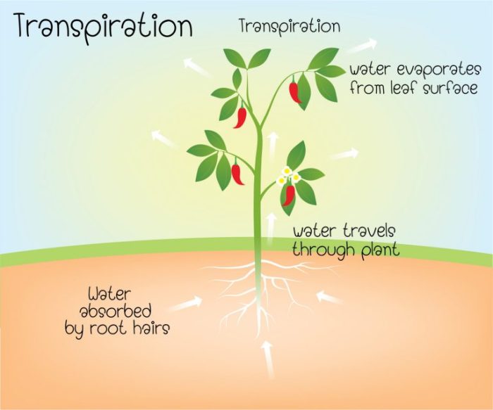 How does water help a plant grow