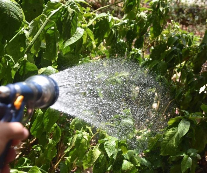 How to tell if plants need water