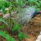 When to Water a Tomato Plant