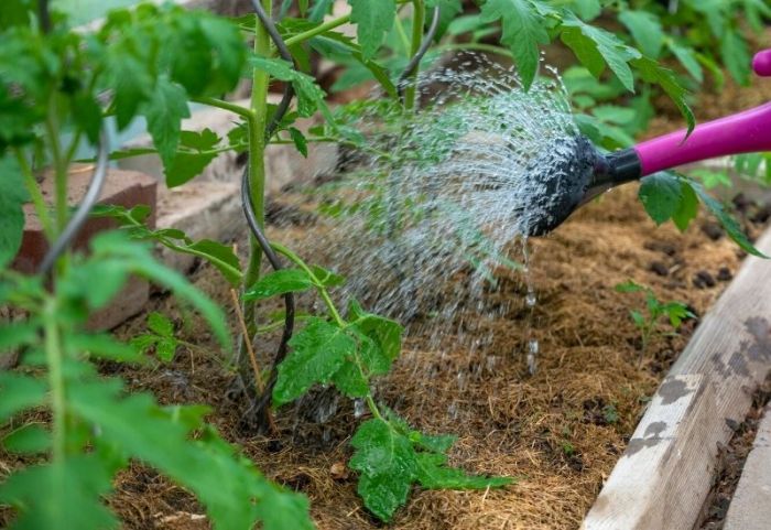 When to water a tomato plant