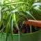 Can Spider Plants Live in Water?