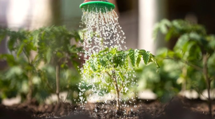 When to water a tomato plant