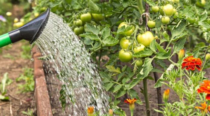 How much water tomato plant