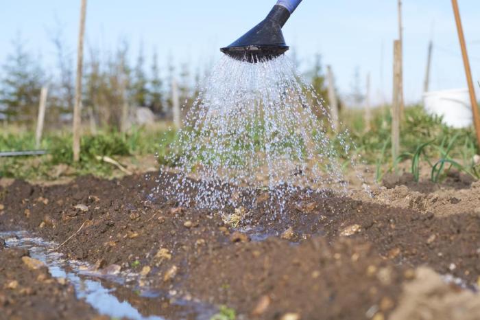 When to water a weed plant