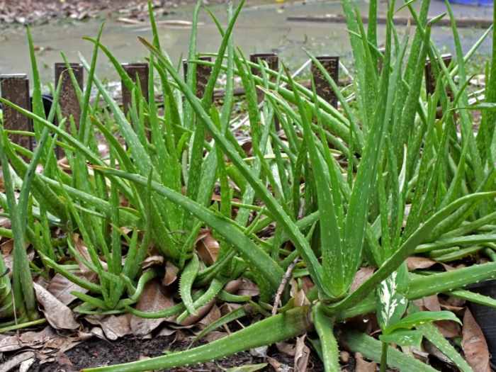 How often do i water an aloe plant