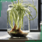 Can You Grow Spider Plants in Water?