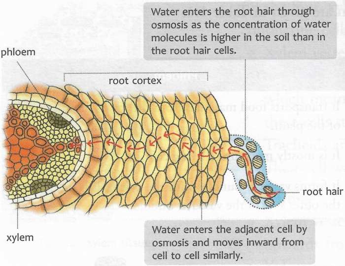 Water absorption plants