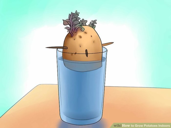 How to grow potato plant in water