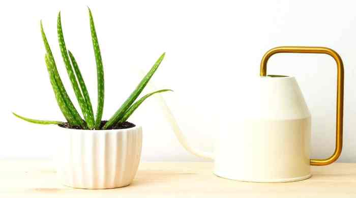 How much to water a aloe vera plant