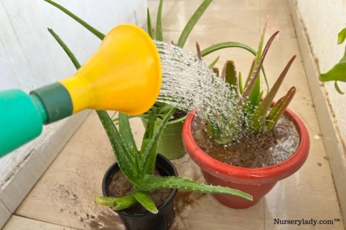 Do aloe vera plants need water