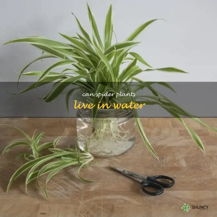 Spider plant propagation plants glass vase water roots grow thursday morning pot can floresdelsol propagating offspring growth ideas root little