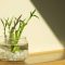 How to Water a Lucky Bamboo Plant