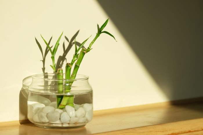 How to water a lucky bamboo plant