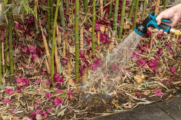 How often should i water my bamboo plant