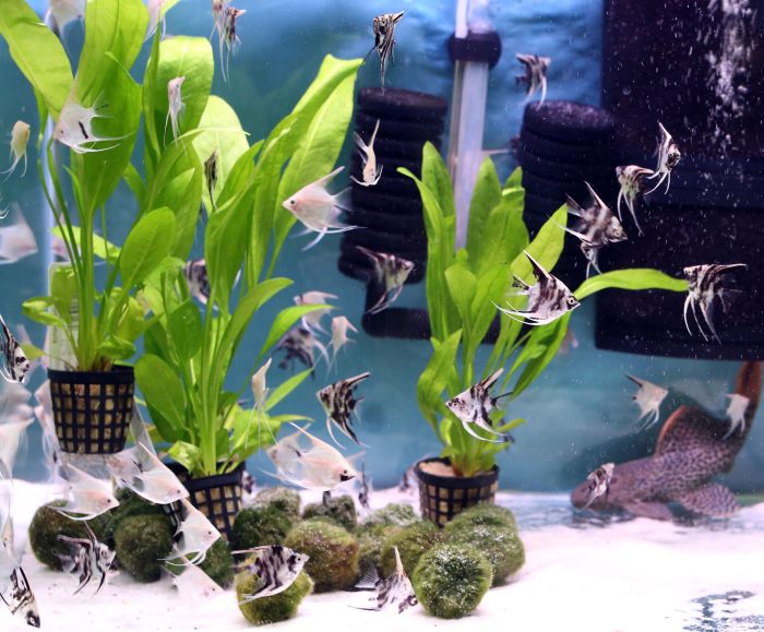 Aquarium freshwater aquariums planted