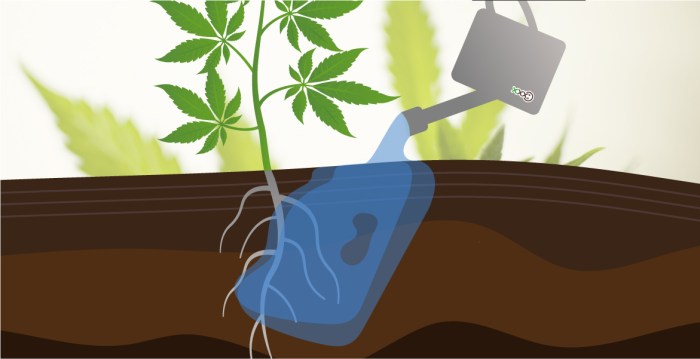 How to water cannabis plants