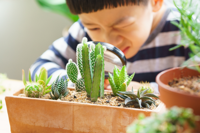 How often do you water cactus plants