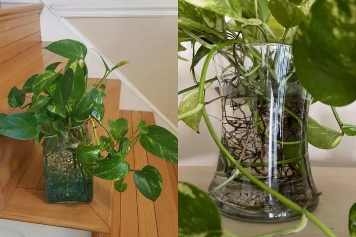 How often to water pothos plant