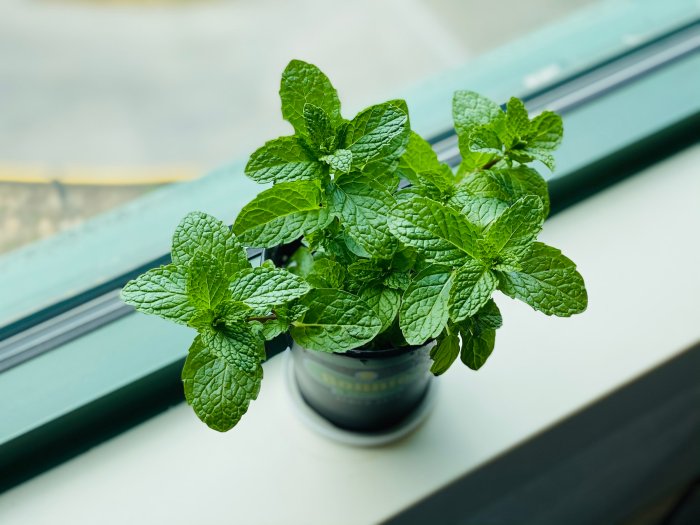 How much water does a mint plant need